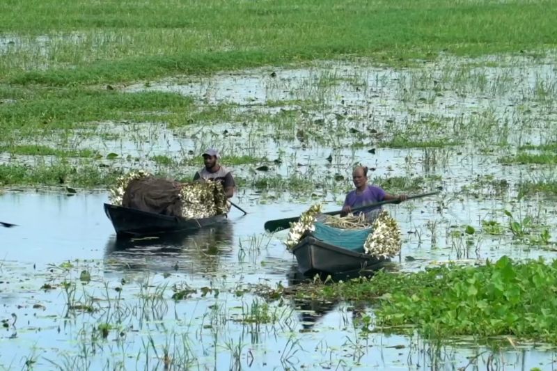 Ladang bunga lili air jadi sumber penghidupan di tengah musim hujan