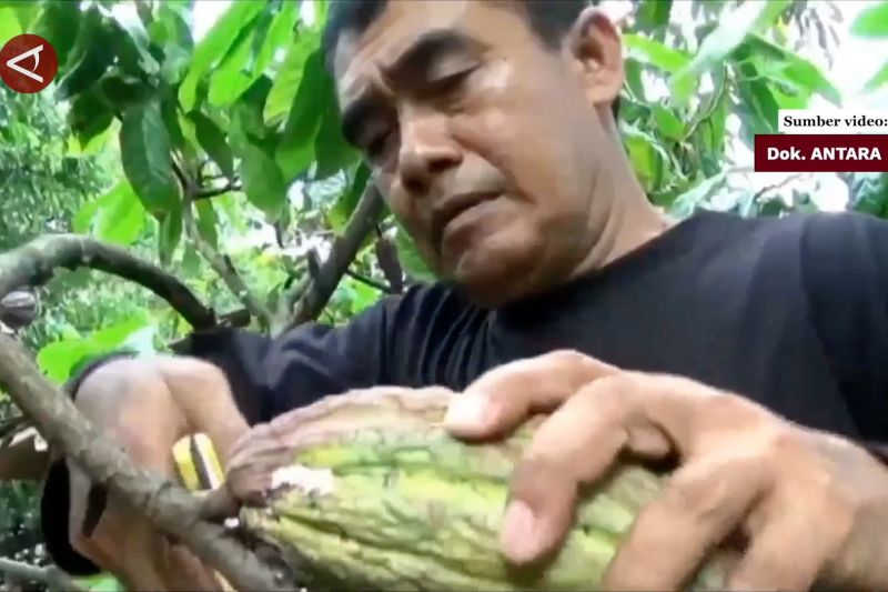 kebun-benih-kakao-unggul-jadi-strategi-brin-csp-dorong-produktivitas