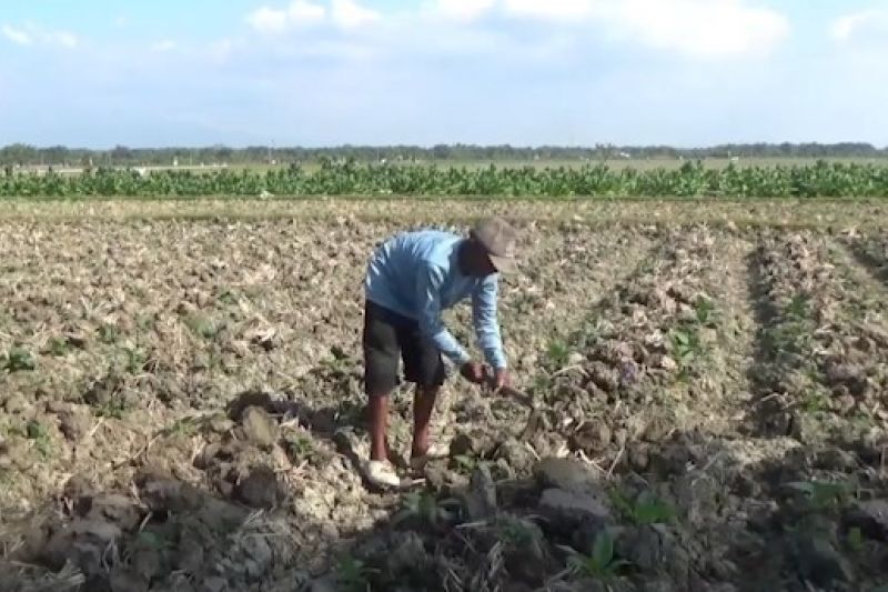 akibat-cuaca-dan-harga-gabah-petani-tembakau-ngawi-beralih-komoditas
