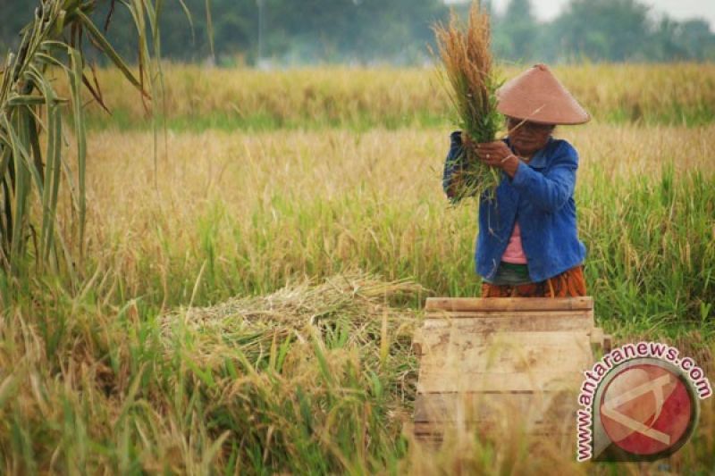 bps-kenaikan-luas-panen-diikuti-peningkatan-produksi-padi-juli-2025