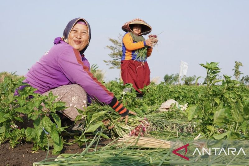 masa-depan-pangan-di-tangan-para-petani-keluarga