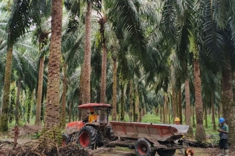 ekonom-sebut-peran-pemerintah-krusial-dalam-alih-kelola-kebun-sawit