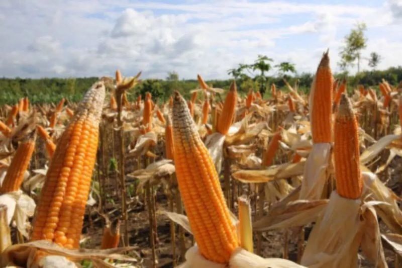 produksi-jagung-lebak-mampu-perkuat-ketahanan-pangan