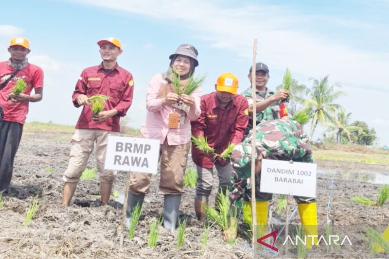 brmp-rawa-dampingi-petani-kawal-optimalisasi-lahan-rawa-nasional