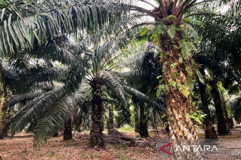 menteri-nusron-sebut-844-ribu-hektare-lahan-sawit-masuk-kawasan-hutan