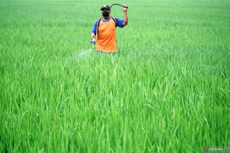 mengubah-paradigma-industri-beras-ke-industri-padi-bernilai-tambah