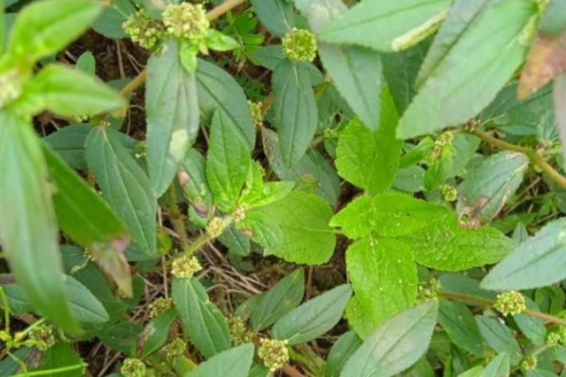 manfaat-daun-patikan-kebo-untuk-herbal-dari-asma-hingga-malaria