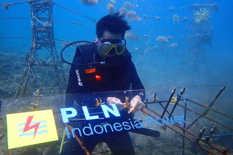 pln-ip-bangun-ekosistem-laut-berkelanjutandi-jeranjangntb