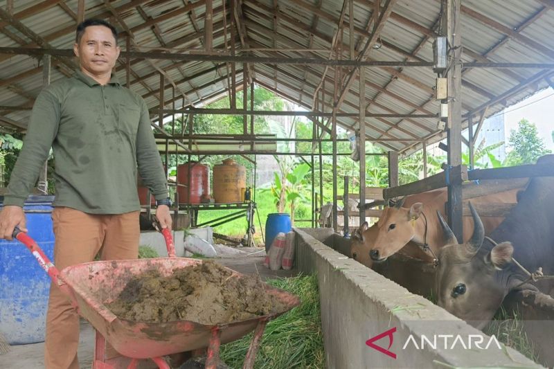 samboja-manfaatkan-energi-terbarukan-dari-kandang-sapi