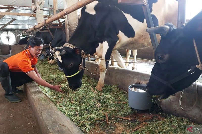 kementan-gandeng-sulteng-perkuat-produksi-susu-nasional