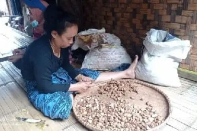komoditas-kencur-dan-jahe-jadi-unggulan-ekonomi-masyarakat-badui