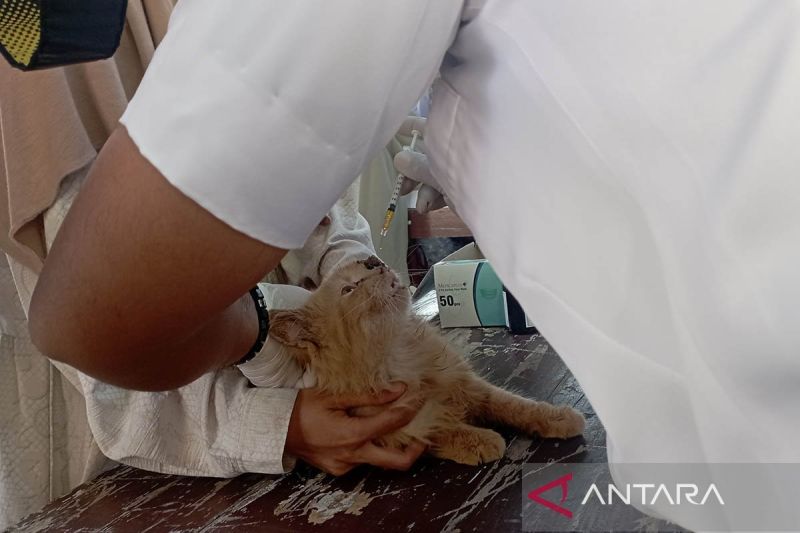 dinas-peternakan-catat-sebanyak-1013-kasus-rabies-terjadi-di-aceh
