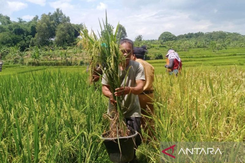 hari-tani-keberlanjutan-pertanian-dan-masa-depan-kehidupan