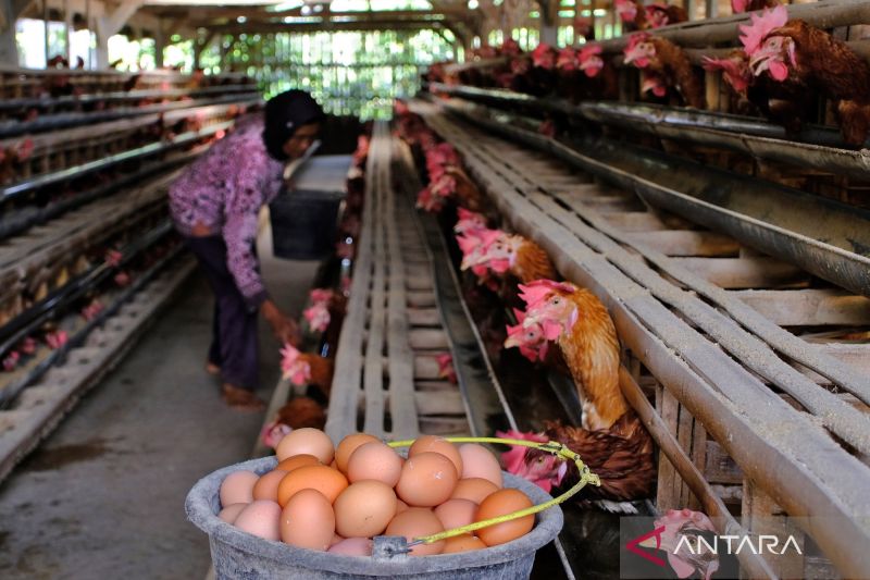 bps-harga-telur-ayam-ras-naik-di-175-kabupatenkota