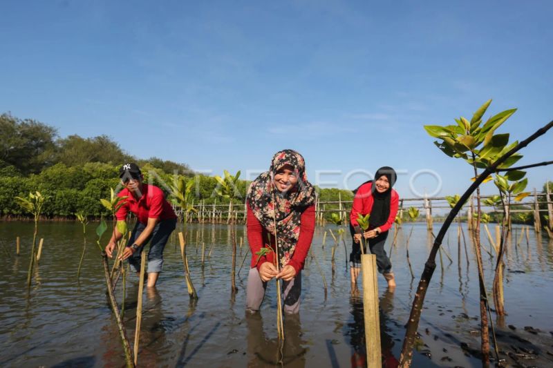 lkbn-antara-tanam-mangrove-di-kulon-progo-cegah-abrasi