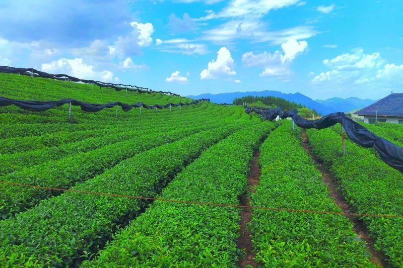 Spesialisasi lokal mendorong ledakan ekonomi di Guizhou, Cina yang berbukit