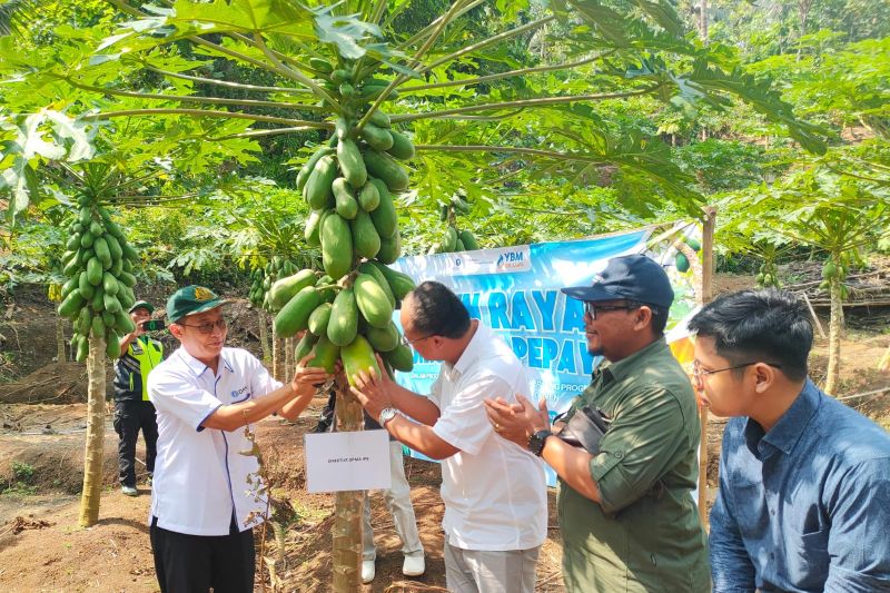 dpma-ipb-beri-pendampingan-petani-untuk-bangun-ekosistem-bisnis