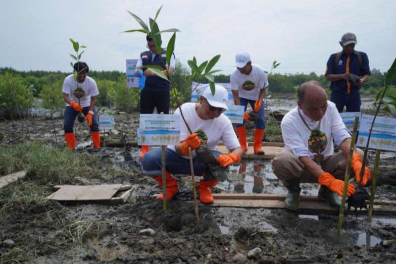 pelindo-multi-terminal-group-tanam-11000-mangrove