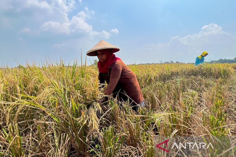 bulog-tegaskan-komitmen-serap-gabah-demi-lindungi-petani-dan-jaga-stok