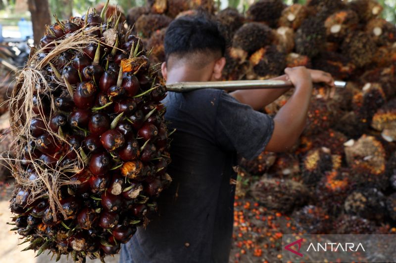 keberlanjutan-sawit-ispo-dan-pasar-global