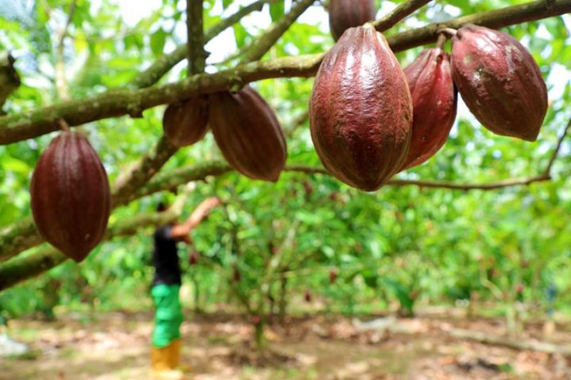 menilik-proses-pengolahan-kakao-di-tengah-penguatan-hilirisasi-komoditas-perkebunan-di-indonesia