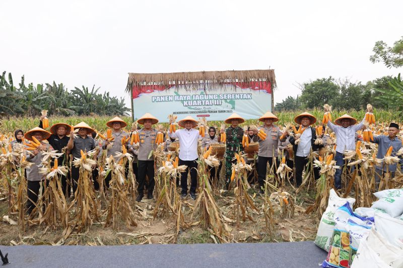 polda-banten-realisasikan-panen-jagung-1772-hektare-di-ciruas-serang