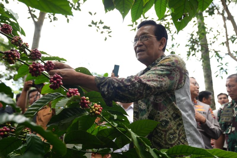 gunungapi-merapi-pariwisata-emas-hitam-dan-nikmatnya-seduhan-kopi