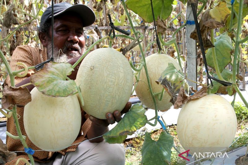 kandungan-nutrisi-dan-khasiat-buah-melon-yang-jarang-diketahui