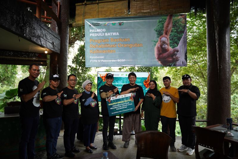 palmco-dukung-rehabilitasi-orangutan-wujud-industri-sawit-ramah-alam