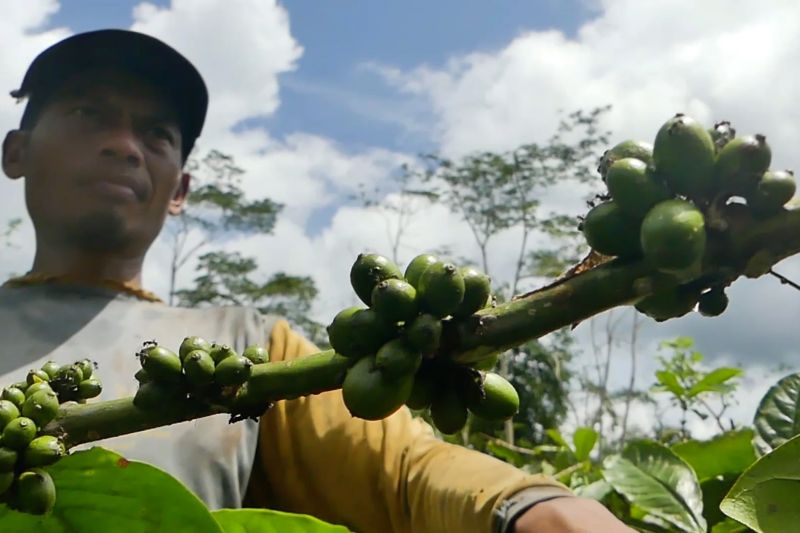 pemkab-temanggung-minta-petani-waspadai-hama-penggerek-buah-kopi