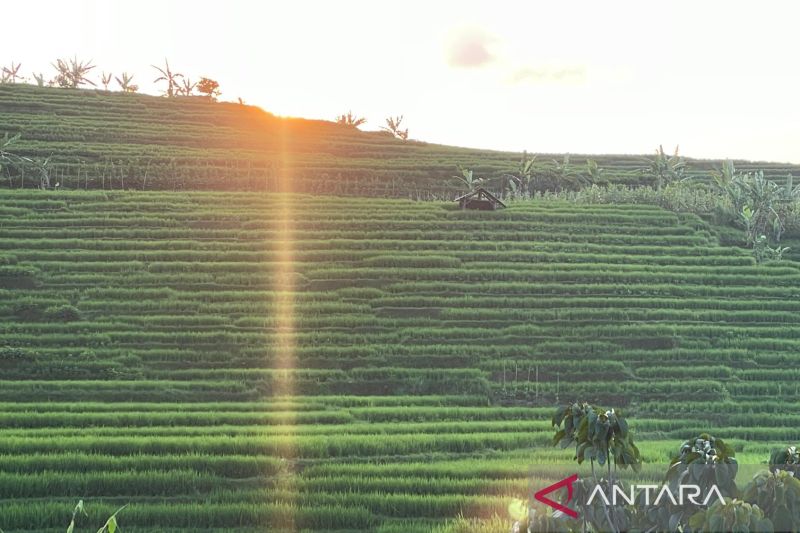 majalengka-targetkan-produksi-jagung-133-ribu-ton-pada-2025