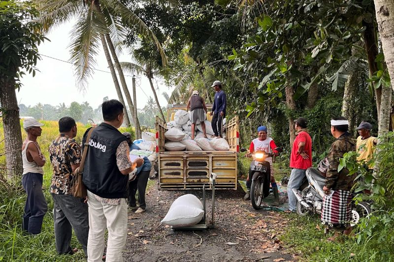 bulog-bali-manfaatkan-panen-akhir-tahun-untuk-serap-gabah-petani