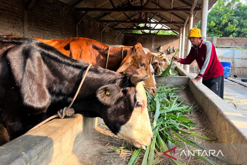 pemerintah-dorong-pembiakan-penggemukan-sapi-hidup-di-dalam-negeri