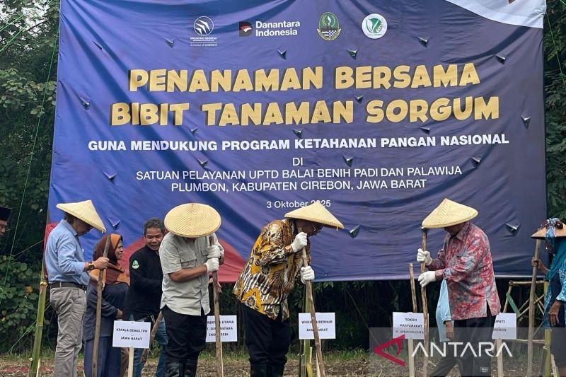 pemprov-jabar-dan-ptdi-mulai-kembangkan-komoditas-sorgum-di-cirebon