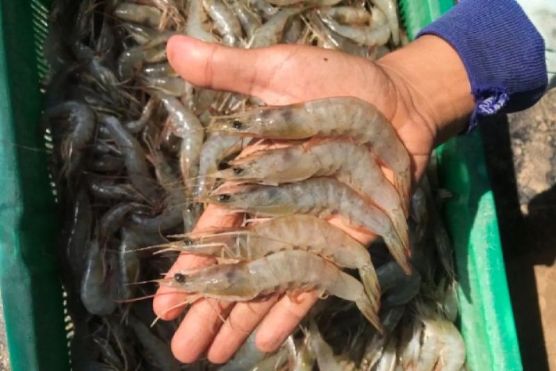 kkp-sektor-hulu-rantai-produksi-udang-ri-aman-dari-cemaran-radioaktif
