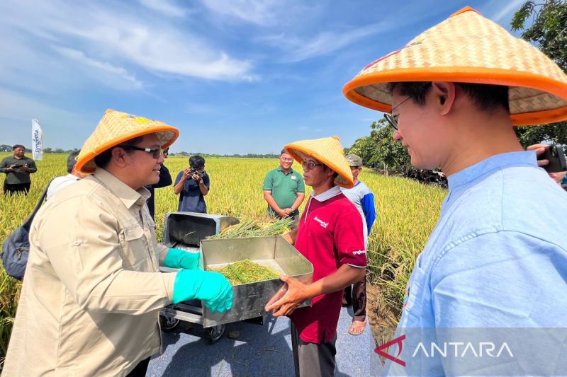 bappenas-dorong-kembangkan-padi-hibrida-atasi-produktivitas-pertanian