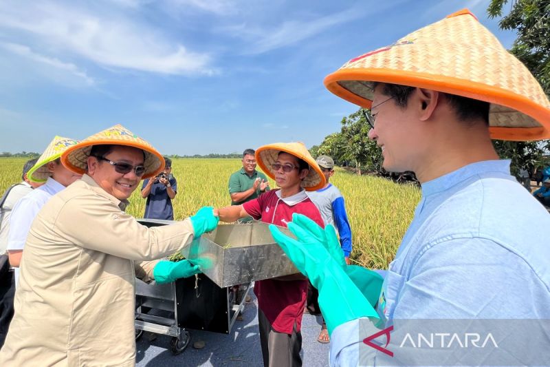bappenas-kebijakan-harga-gabah-rp6500kg-dorong-kesejahteraan-petani
