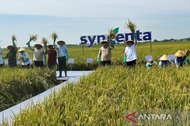 syngenta-dukung-produktivitas-pertanian-padi-indonesia-10-tonha
