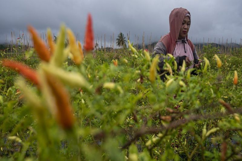 produksi-cabai-rawit-sulawesi-tengah-surplus-4909-ton