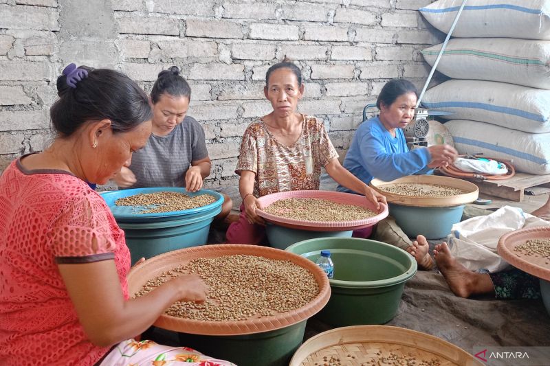 menanam-harapan-bagi-perempuan-dan-petani-muda-di-lereng-kintamani