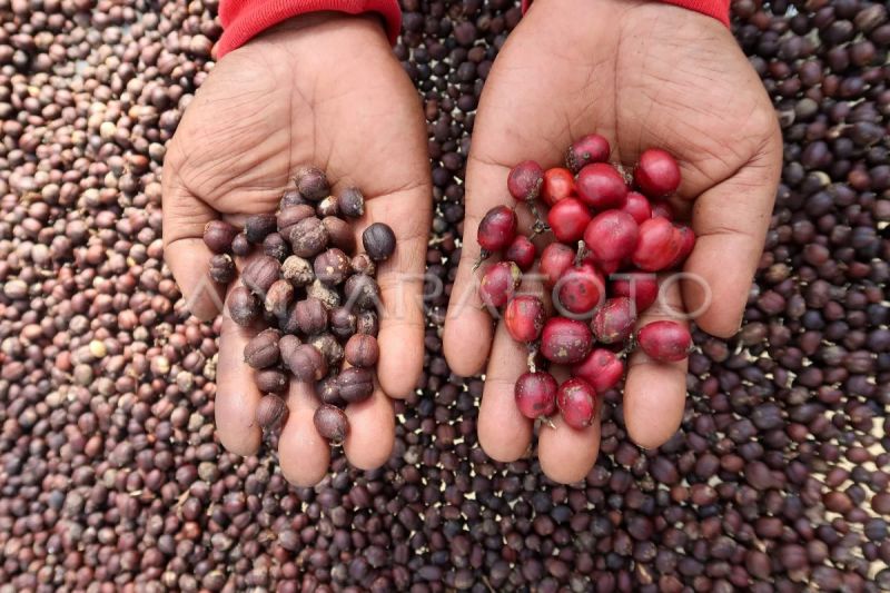 indonesia-ekspor-2067-ribu-ton-kopi-pada-semester-i-2025