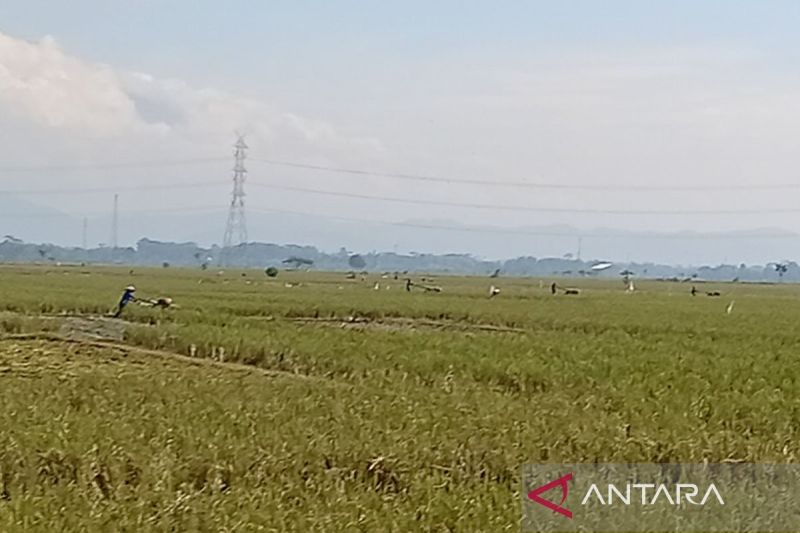 dispertan-cilacap-percepat-musim-tanam-untuk-jaga-produksi-pangan