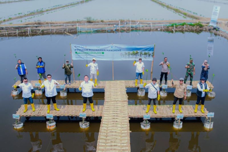 spsl-tanam-16-ribu-bibit-mangrove-perkuat-ekosistem-karbon-biru