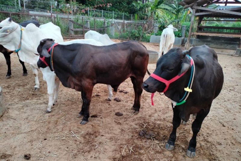 bisa-capai-bobot-900-kg-ini-fakta-sapi-gama-hasil-inovasi-ugm