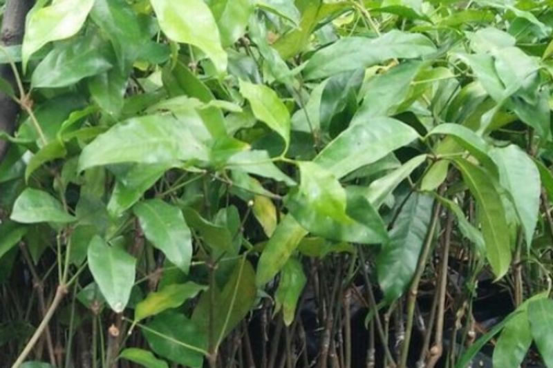 tak-hanya-enak-daun-melinjo-punya-segudang-manfaat-sehat-bagi-tubuh