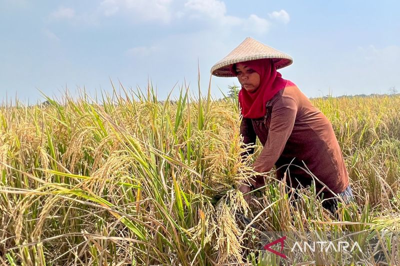 fao-serukan-aksi-kolektif-penyediaan-pangan-sehat-bagi-masyarakat-ri