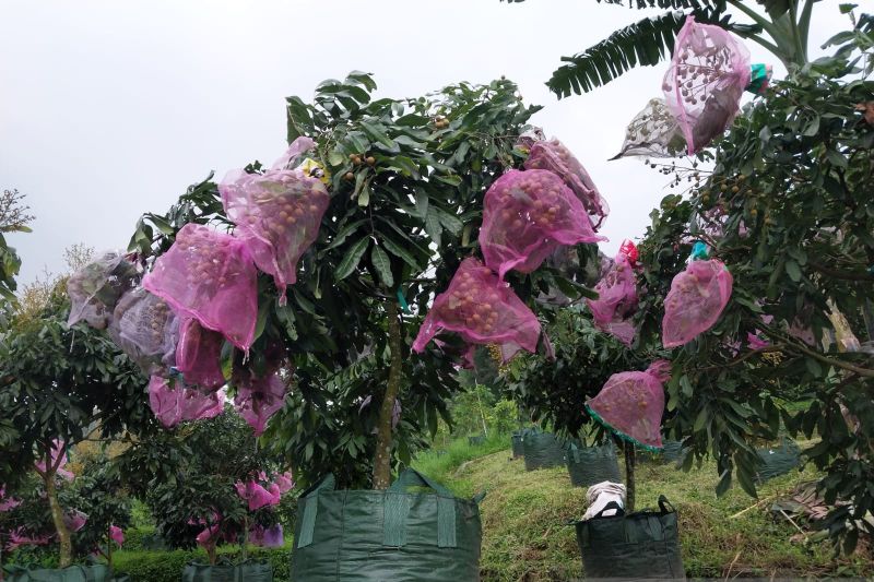 arah-pengembangan-buah-indonesia