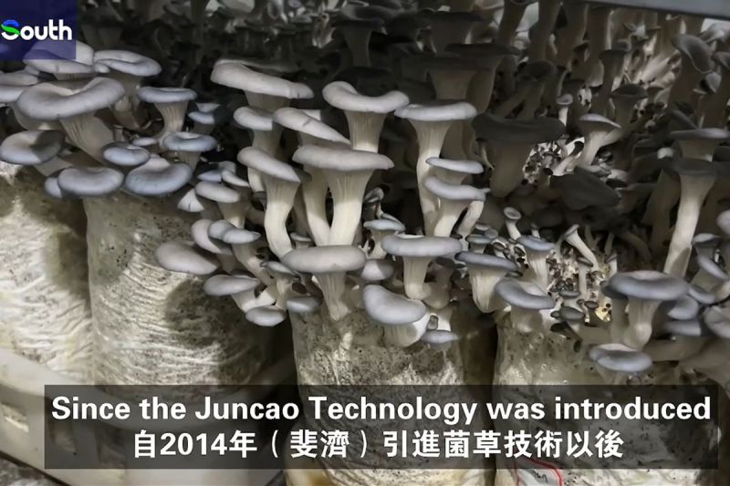 Rumput dari Tiongkok Mengubah Kehidupan di Fiji