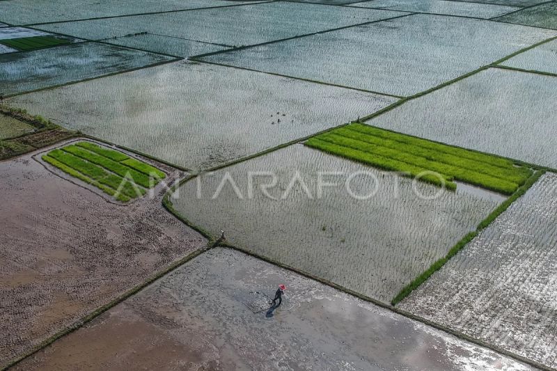 mentan-pemerintah-tambah-program-cetak-sawah-untuk-tekan-harga-beras