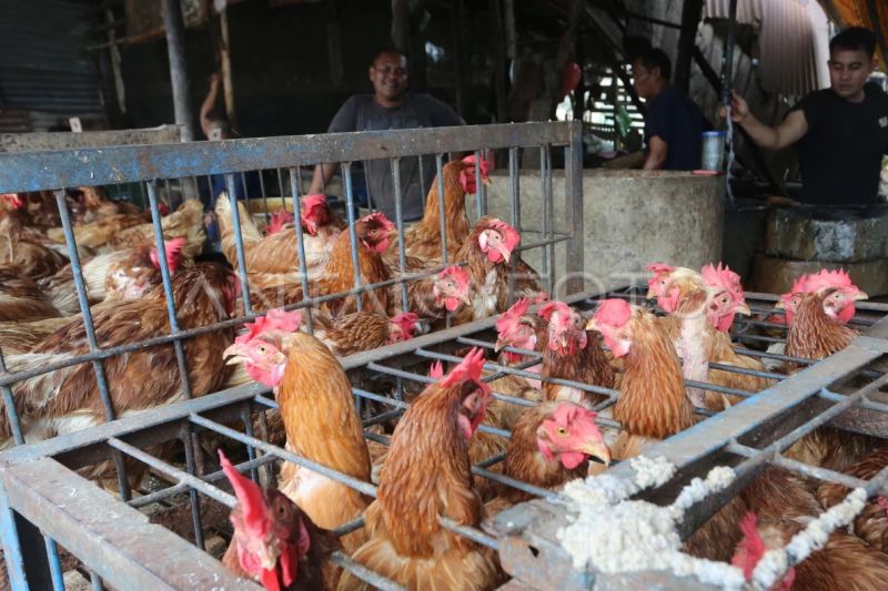 pemerintah-pastikan-harga-ayam-ras-dan-cabai-masih-stabil-di-bawah-het